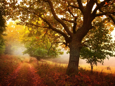 Осень, деревья, листья, тропа