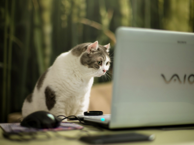 ноутбук, кошка, взгляд