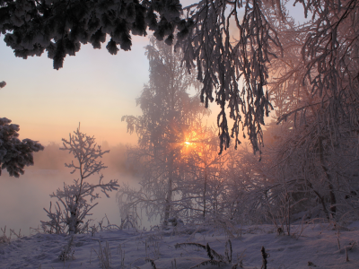 зима, лес, солнце, лучи, снег, утро