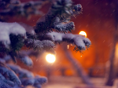 зима, природа, ветка, елка, дерево, снег, ель, ёлка