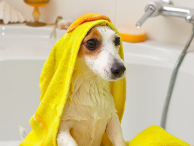 собака, ванна, полотенце