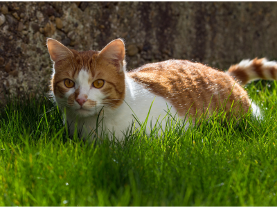 животное, обои, кот, animal, кошка, cat, grass, фон, трава