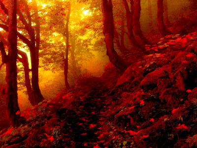 деревья, тропинка, туман, лес, листья, осень