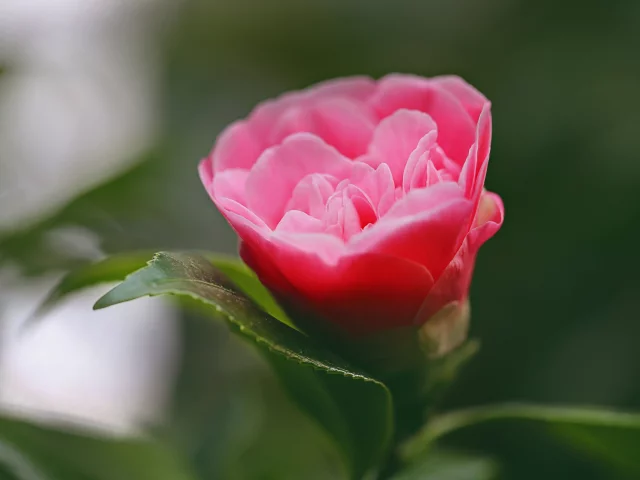 камелия, макро