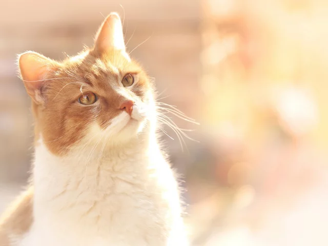 рыжий, кот, боке
