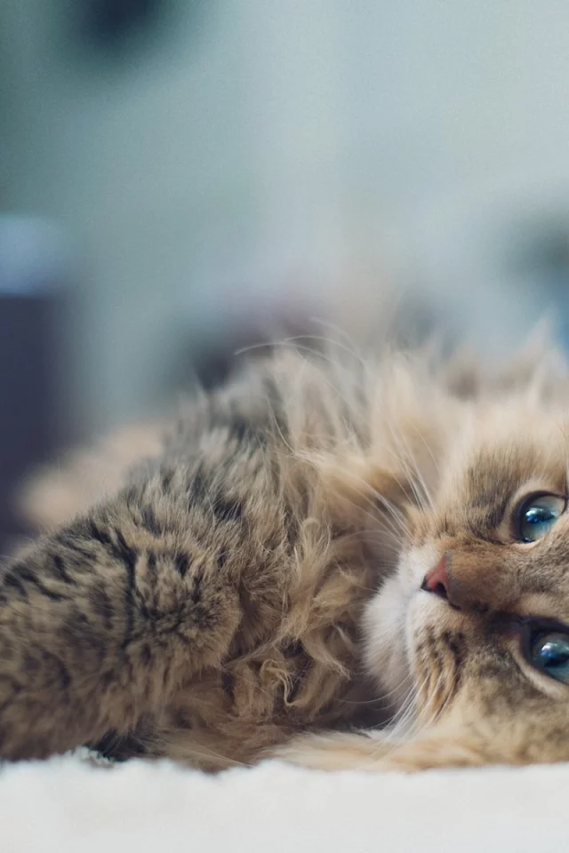 котенок, лежит, настроение