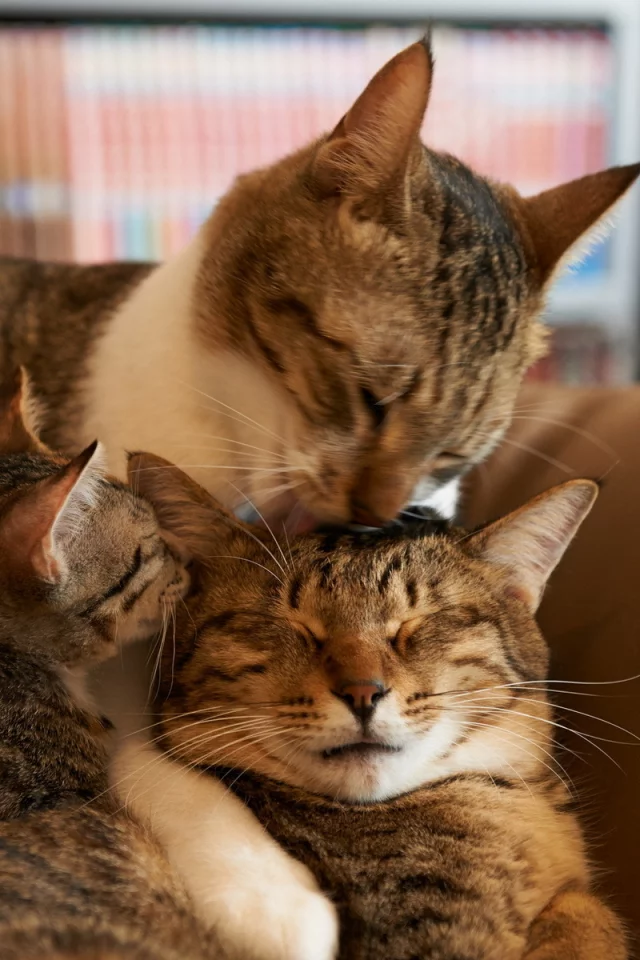 дом, уют, кошки