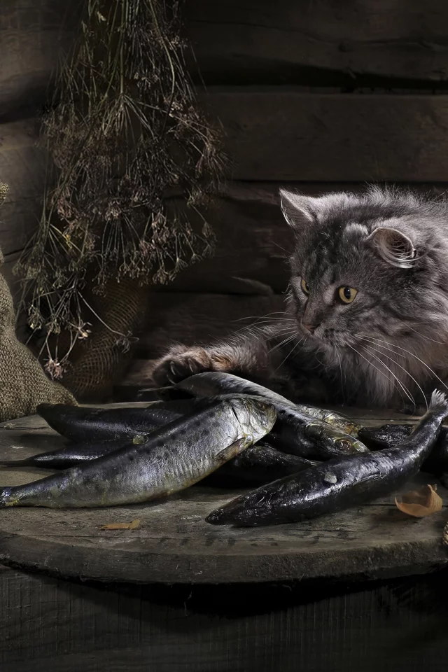 рыба, удача, кошка