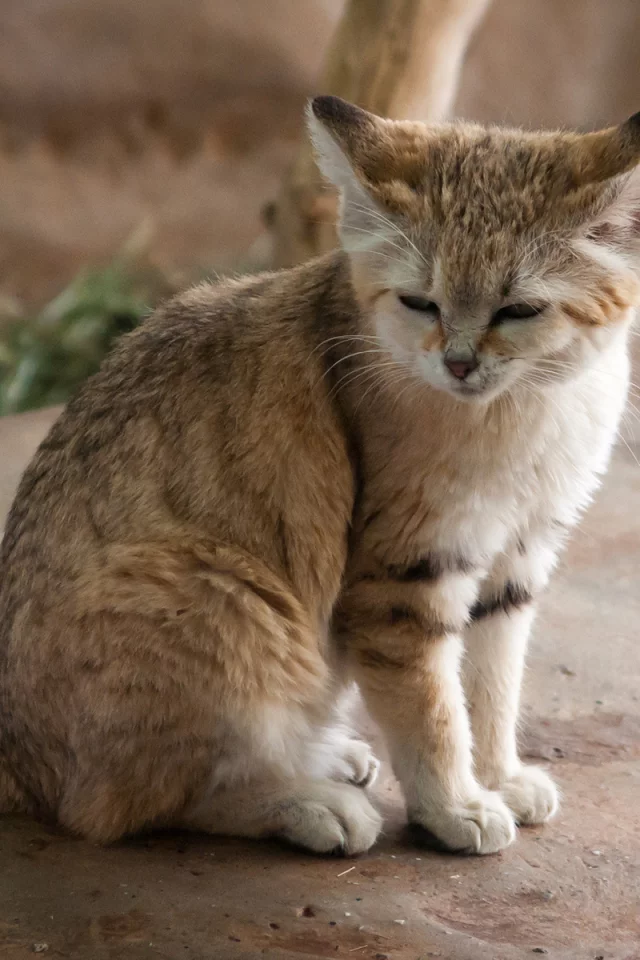 спит, дикая, кошка, камень, хищник