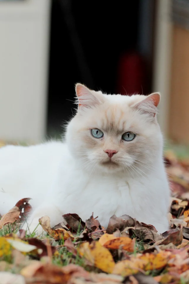 взгляд, осенние, листья, белая, опавшие, кошка