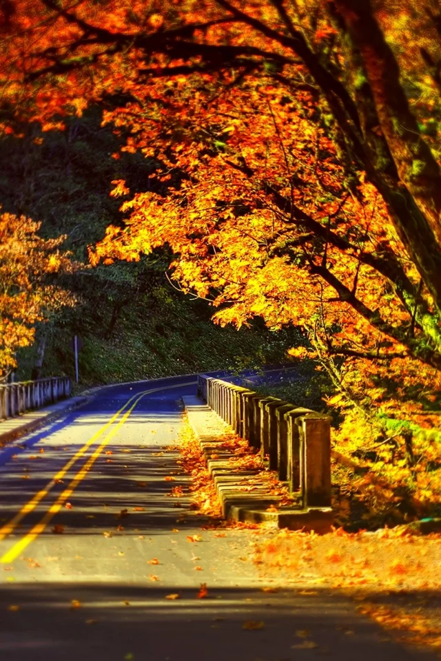 road, bridge, park, forest, fall, autumn, walk, colorful, trees, colors, path, leaves, nature