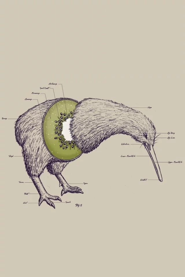 лапы, клюв, нет крыльев, kiwi, птица, голова, киви