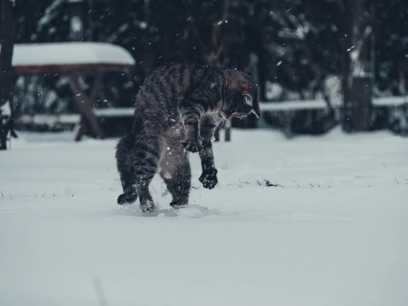 кот, игра