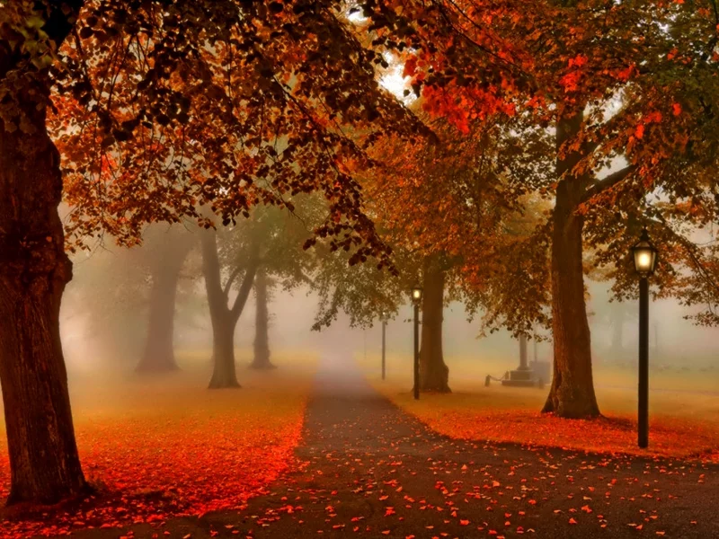 природа, закат, парк, листья, деревья, фонарь , осень