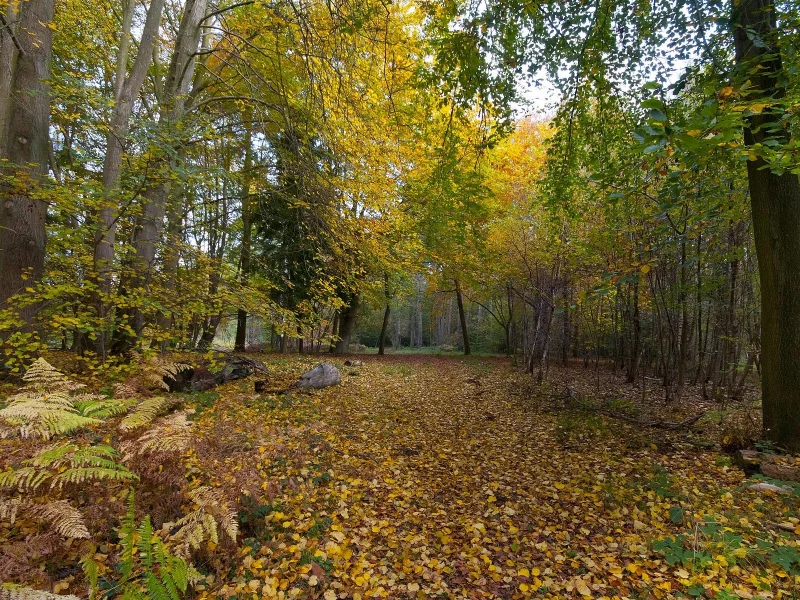 природа, лес, очень, листья. красиво