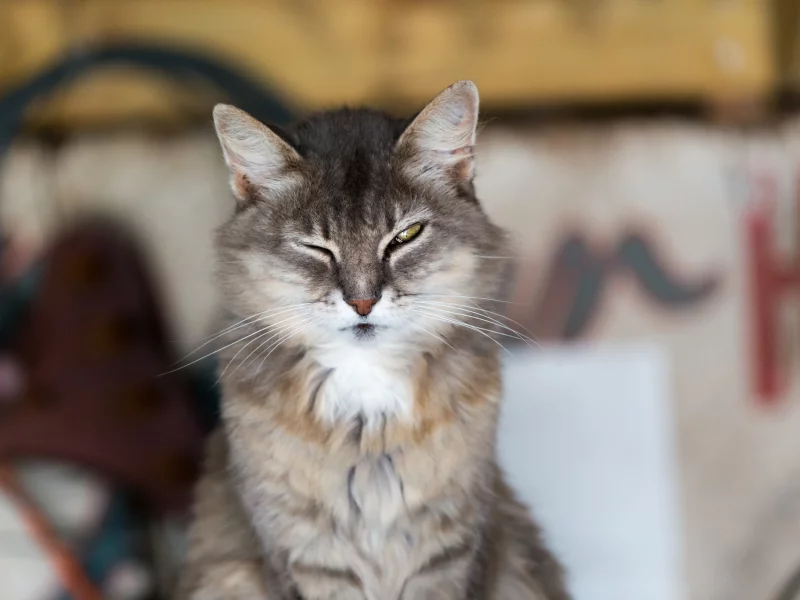 кот, кошак, взгляд, фон