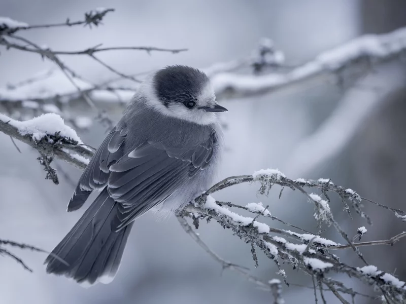 птицы, дерево, природа, птица, фон, ветка