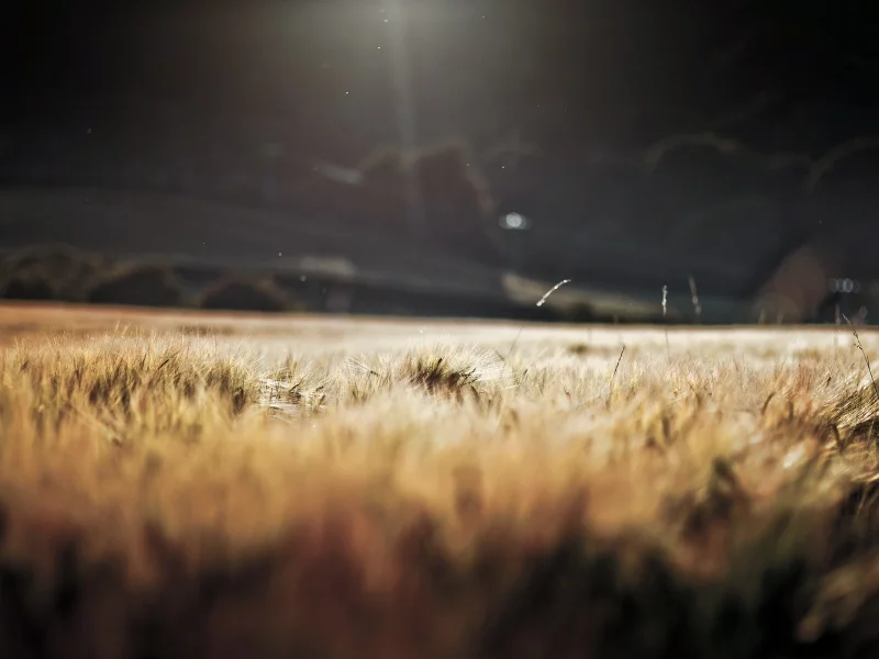 sun, barley, природа, grass