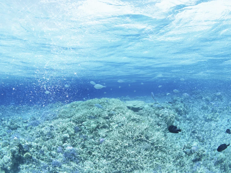 water plant, fish, drops, sea, waves, water and sky, вода и небо, капли, art