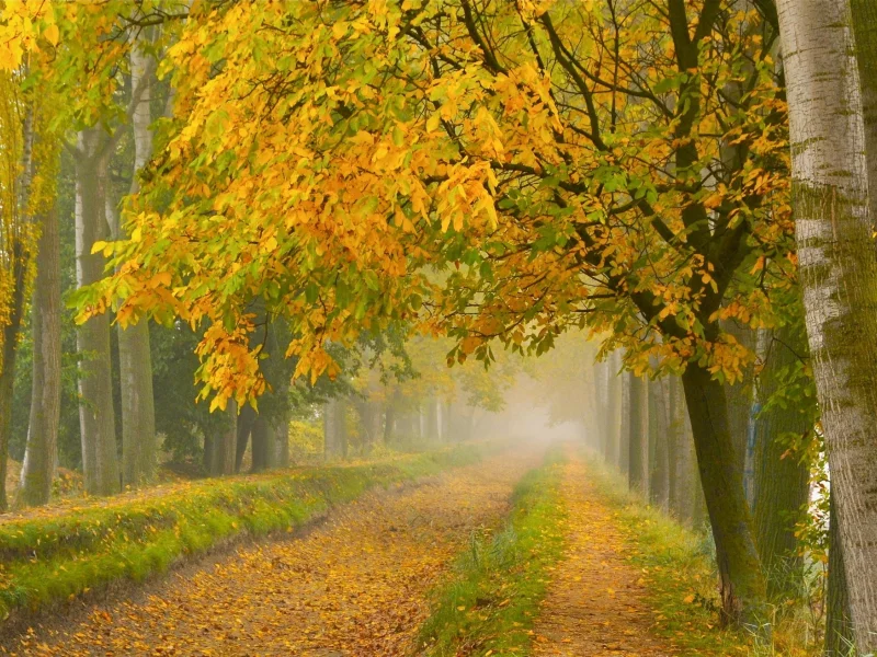 природа, дороги, туман, парк, осень