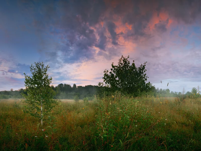 утро, трава, поляна, деревья, лес, березка, лето