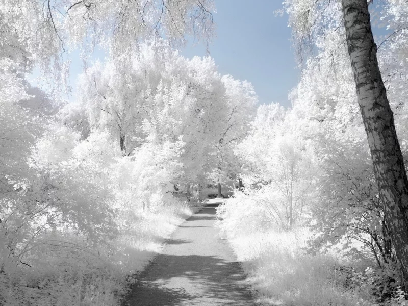 Тропинка, деревья, иней, зима