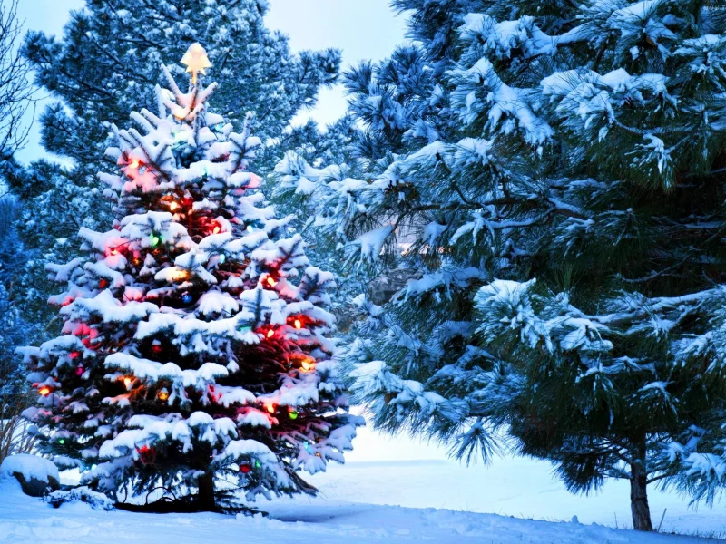 tree, lights, holidays, snow, nature, santa, new year, christmas