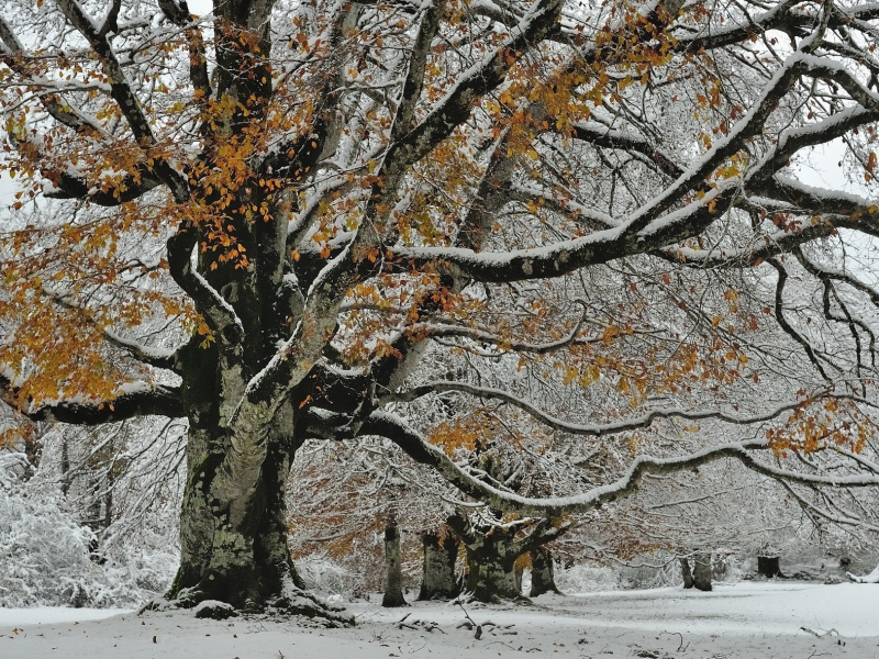 природа, деревья, снег, осень
