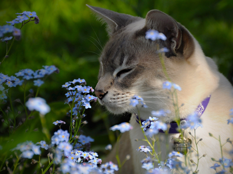 тонкинская кошка, незабудки, тонкинез, цветы