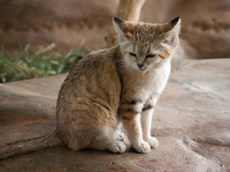 спит, дикая, кошка, камень, хищник