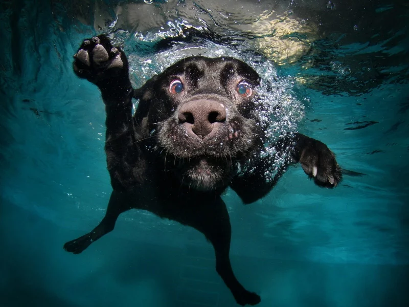 собака, вода