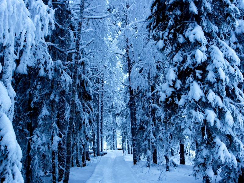 ели, зима, деревья, дорога, лес