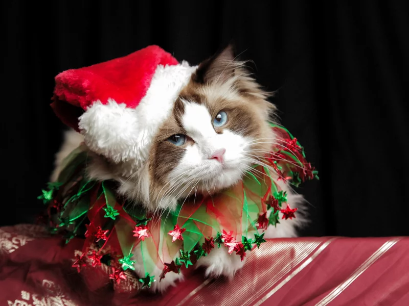 cute, christmas, costume, cat