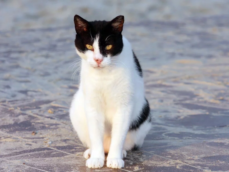 кот, бело-черная, сидит, кошка