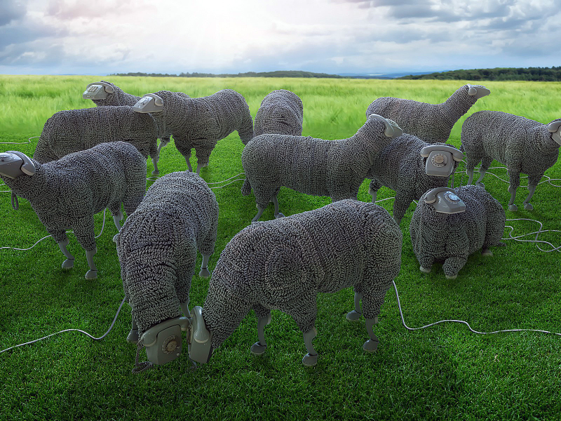 Трава, поле, овцы, телефон