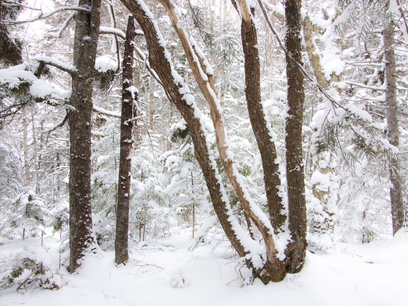 зима, деревья, снег, лес