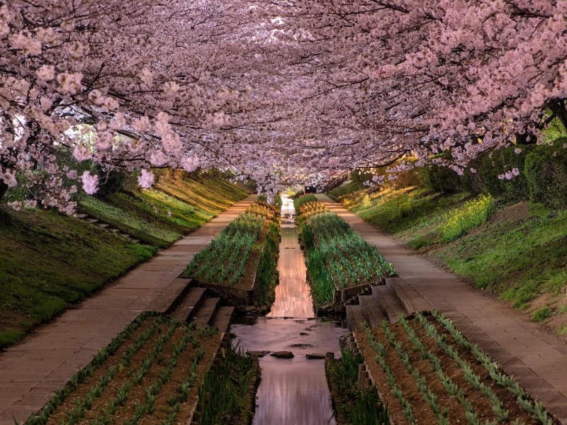 japan, yokohama-shi, kanagawa prefecture, парк, город