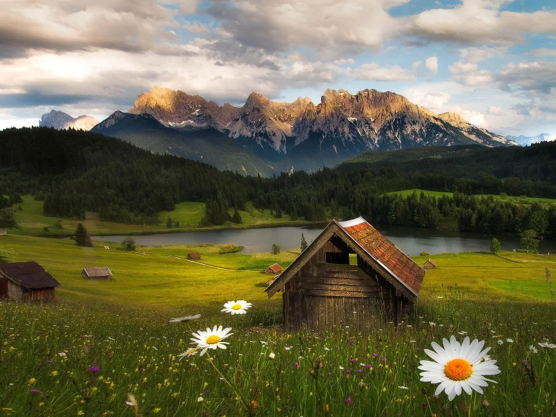 горы, цветы, лес, природа