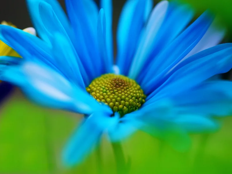 голубой, зеленый, лепестки, flower, цветы, цветочек, макро