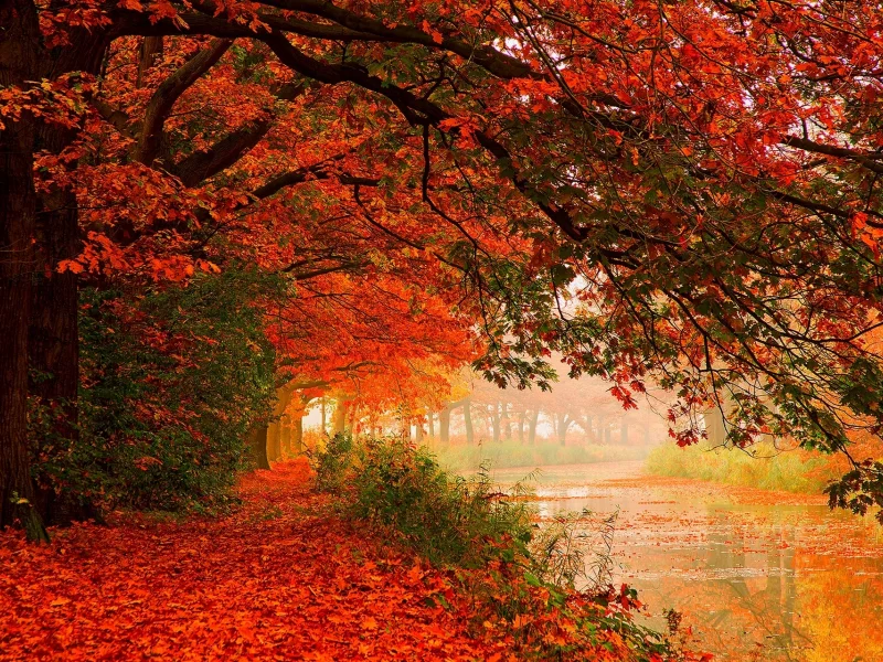 autumn, forest, nature, trees, листья, water, leaves, hdr, walk, river, деревья