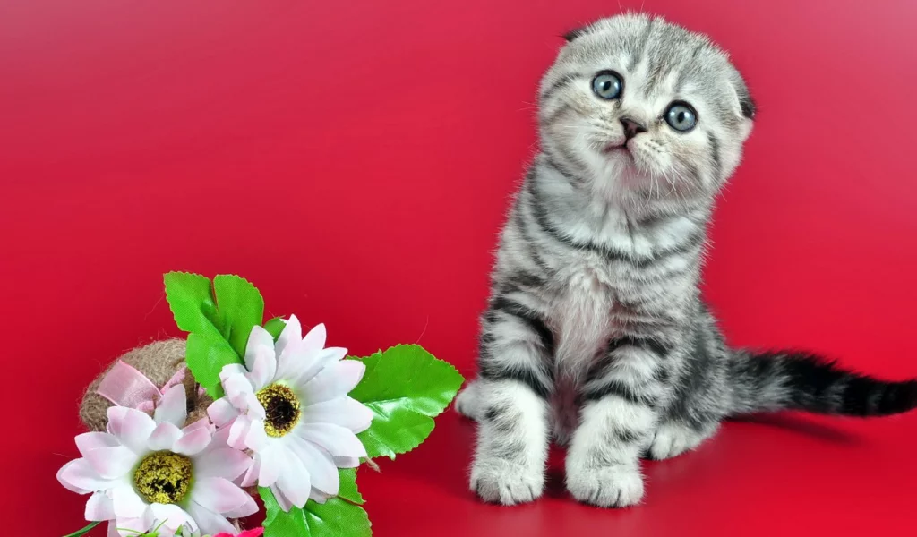 котёнок, на красном, цветы