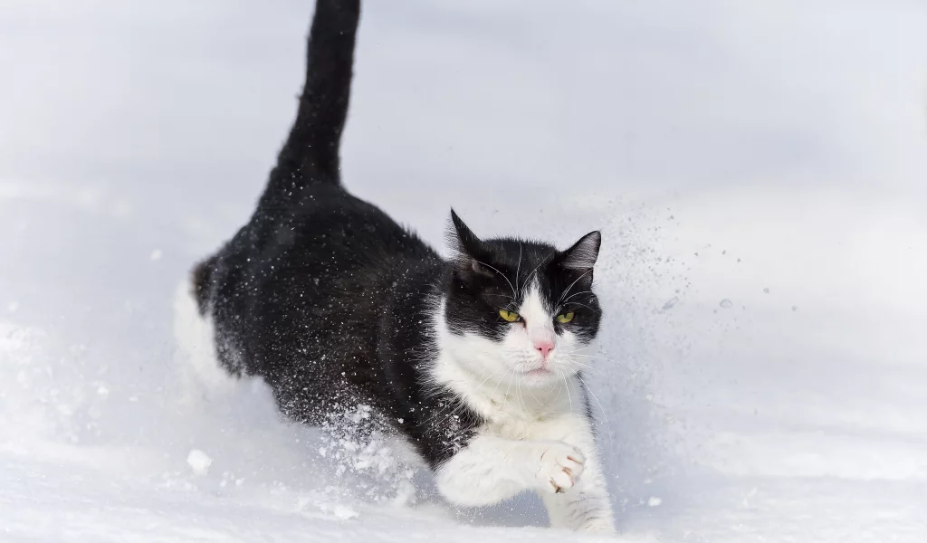 снег, зима, бежит, кошка, ctambako the jaguar, кот, сугроб