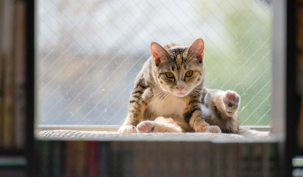 фон, sitting, window, животное, cat, кот, кошка, animal, сидит, окно