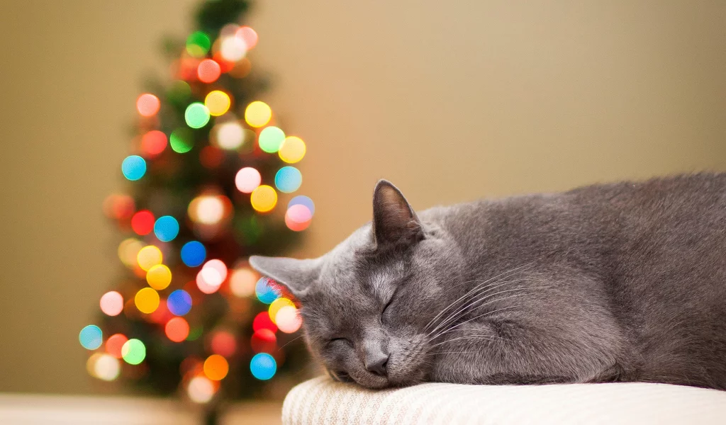 кошка, огни, праздники, ёлка, кот, серая, елка, спит, боке