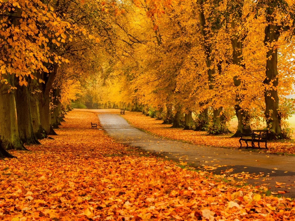 листья, hdr, colors, trees, grass, walk, forest, autumn, road, bench, park, nature, leaves