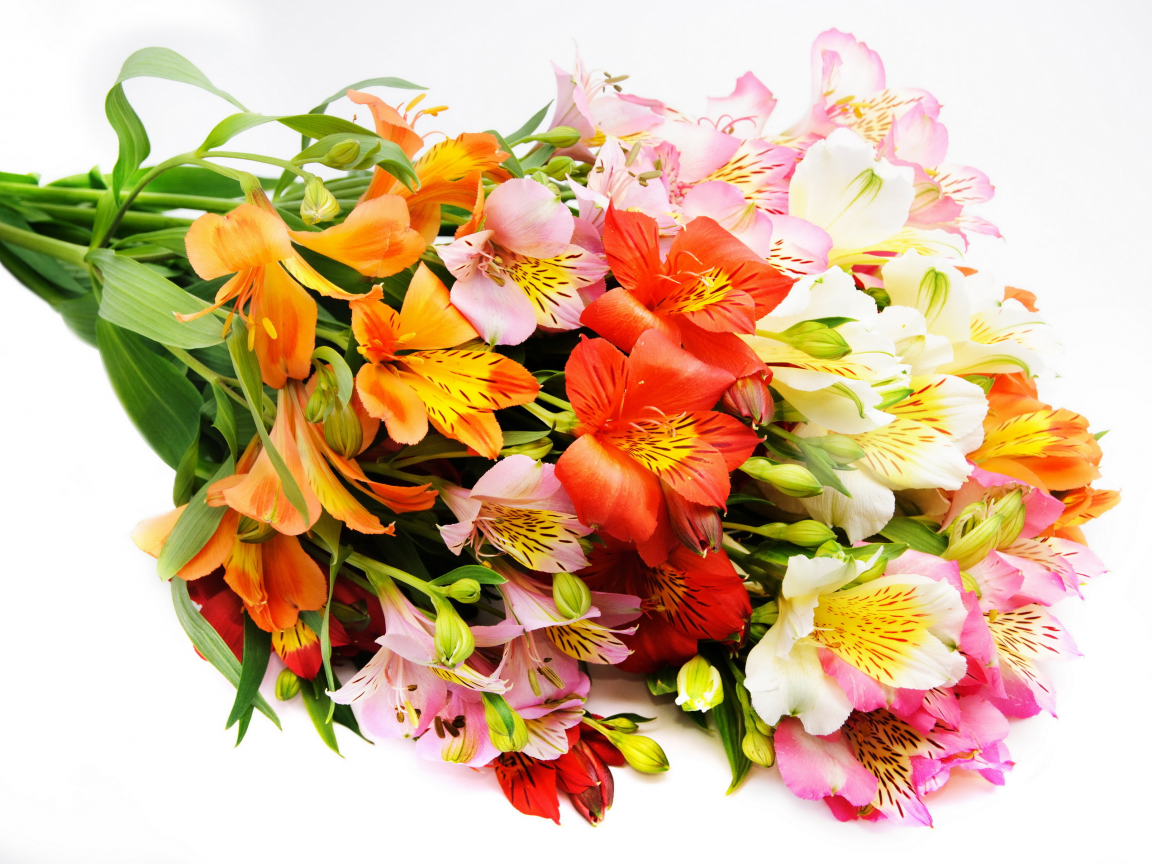 цветы, красивые, цветок, альстрёмерия, букет