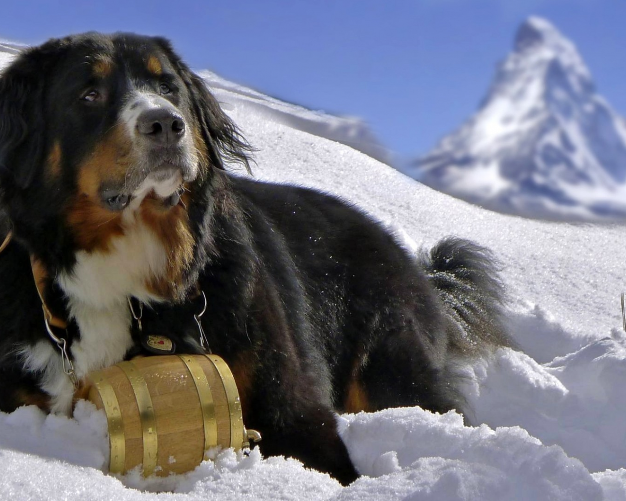 пёс, горы, снег