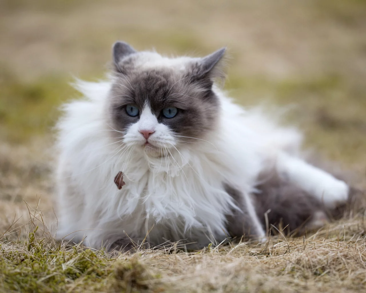 кошка, глаза, голубые, взгляд, задумчивость, размышление