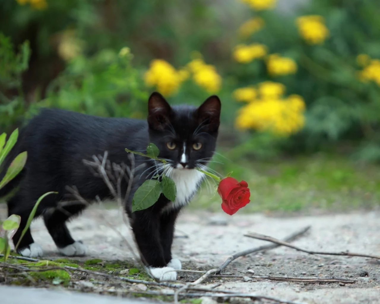 котенок, роза