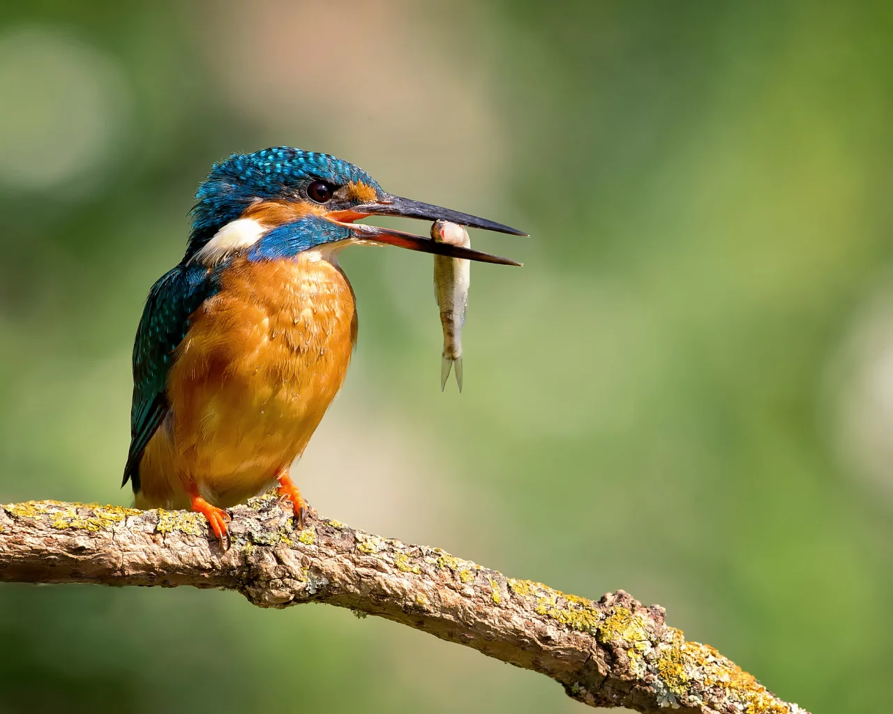 птица, alcedo atthis, обыкновенный зимородок, капли, kingfisher